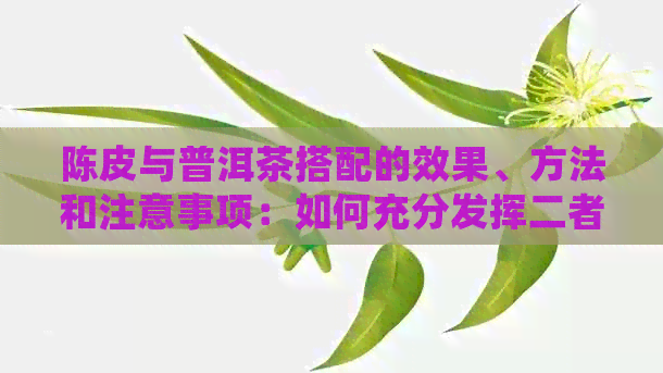 陈皮与普洱茶搭配的效果、方法和注意事项：如何充分发挥二者的养生功效？