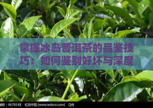 掌握冰岛普洱茶的品鉴技巧：如何鉴别好坏与深度评测