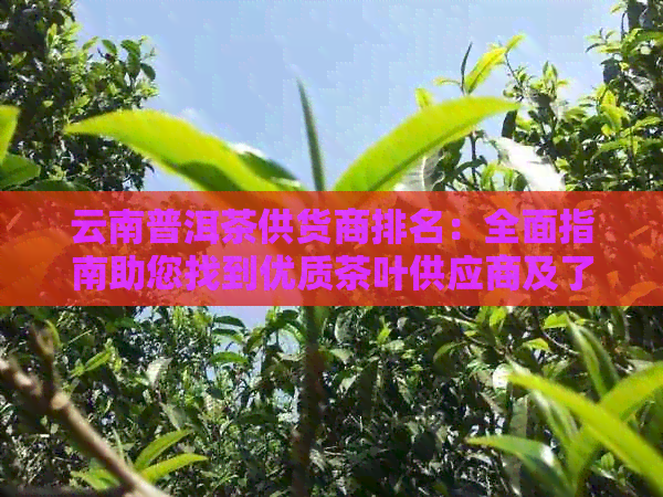 云南普洱茶供货商排名：全面指南助您找到优质茶叶供应商及了解市场动态