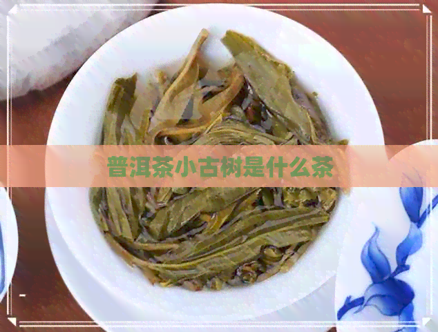 普洱茶小古树是什么茶