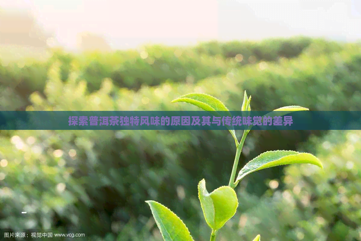 探索普洱茶独特风味的原因及其与传统味觉的差异