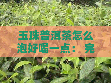 玉珠普洱茶怎么泡好喝一点： 完整指南与技巧