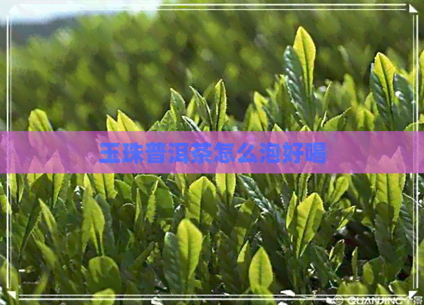 玉珠普洱茶怎么泡好喝