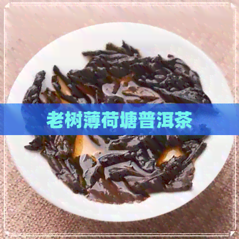 老树薄荷塘普洱茶