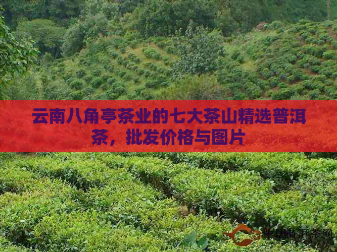 云南八角亭茶业的七大茶山精选普洱茶，批发价格与图片