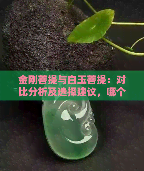 金刚菩提与白玉菩提：对比分析及选择建议，哪个更适合你？