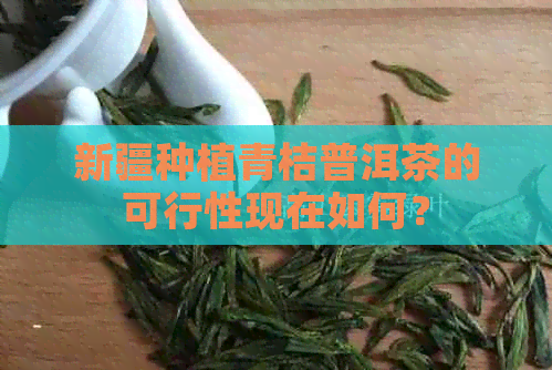 新疆种植青桔普洱茶的可行性现在如何？