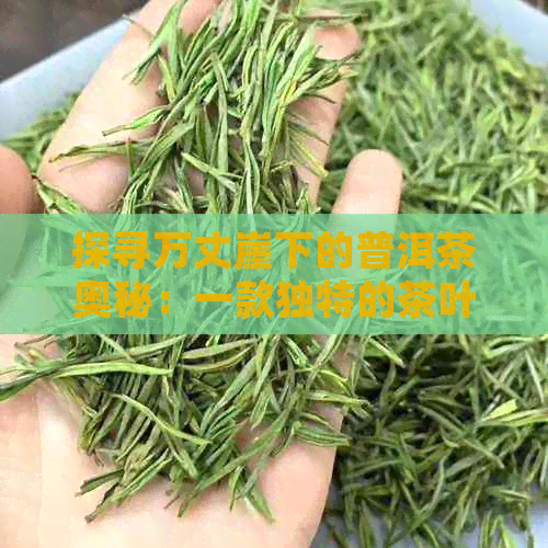 探寻万丈崖下的普洱茶奥秘：一款独特的茶叶品种解析