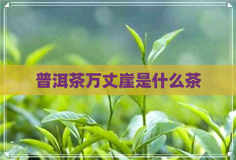 普洱茶万丈崖是什么茶