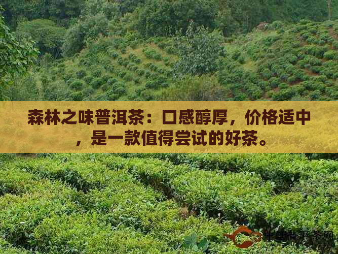 森林之味普洱茶：口感醇厚，价格适中，是一款值得尝试的好茶。