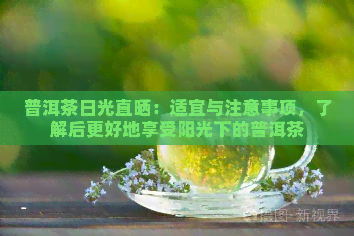 普洱茶日光直晒：适宜与注意事项，了解后更好地享受阳光下的普洱茶