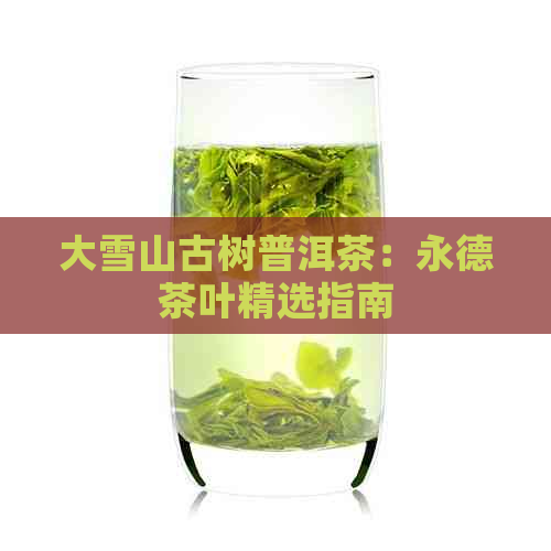 大雪山古树普洱茶：永德茶叶精选指南