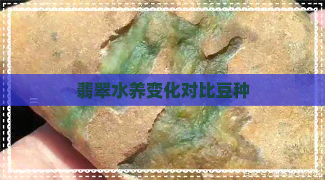 翡翠水养变化对比豆种