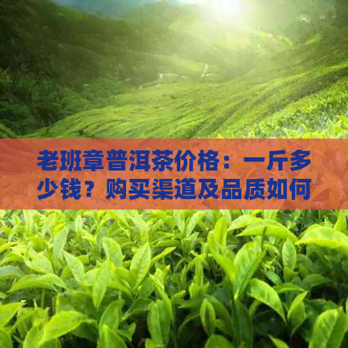 老班章普洱茶价格：一斤多少钱？购买渠道及品质如何辨别？全面解答您的疑问