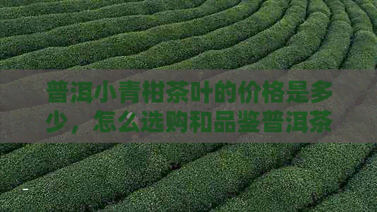 普洱小青柑茶叶的价格是多少，怎么选购和品鉴普洱茶小青柑？