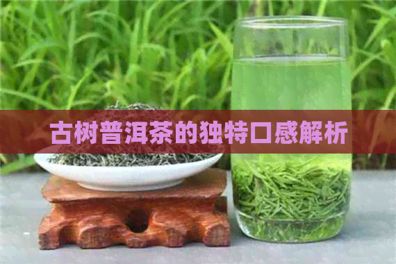 古树普洱茶的独特口感解析