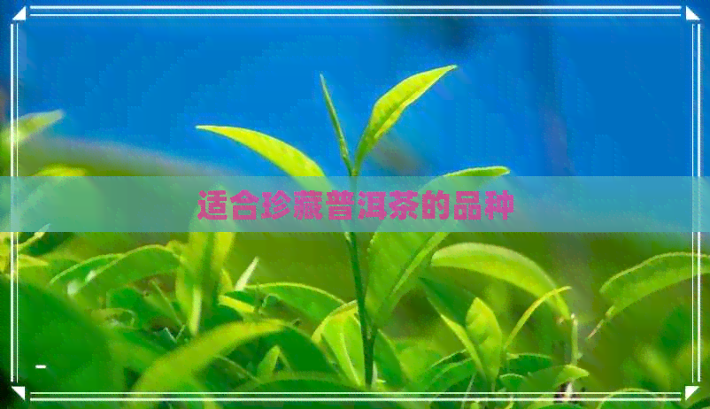 适合珍藏普洱茶的品种