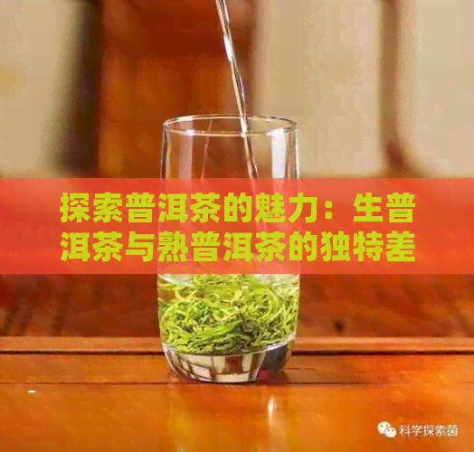 探索普洱茶的魅力：生普洱茶与熟普洱茶的独特差异