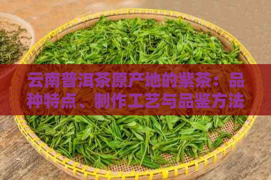 云南普洱茶原产地的紫茶：品种特点、制作工艺与品鉴方法全面解析