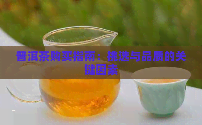 普洱茶购买指南：挑选与品质的关键因素