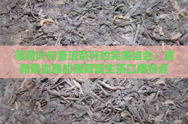 薄荷叶与普洱茶叶的完美结合：清新降血脂的薄荷塘生茶口感特点解析