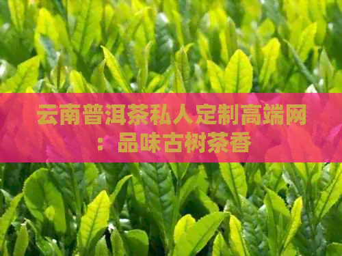 云南普洱茶私人定制高端网：品味古树茶香