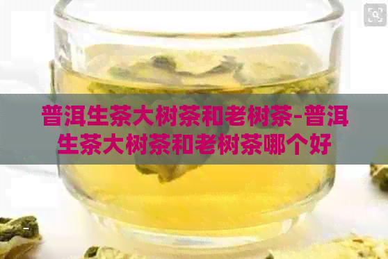 普洱生茶大树茶和老树茶-普洱生茶大树茶和老树茶哪个好