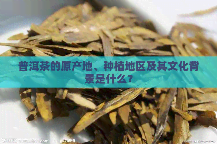 普洱茶的原产地、种植地区及其文化背景是什么？