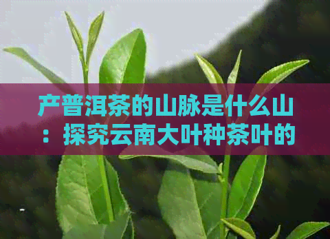 产普洱茶的山脉是什么山：探究云南大叶种茶叶的产地