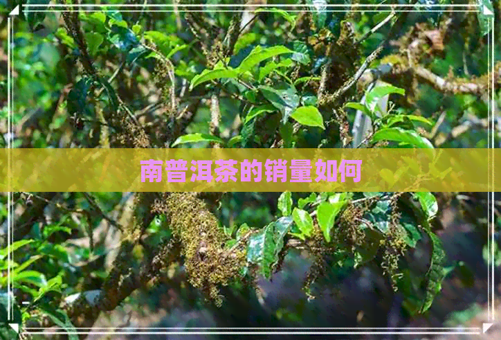 南普洱茶的销量如何