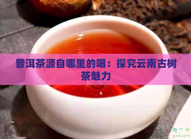 普洱茶源自哪里的喝：探究云南古树茶魅力