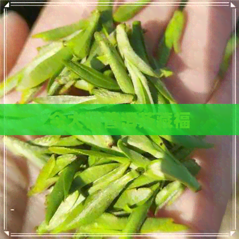 今大福普洱茶藏福