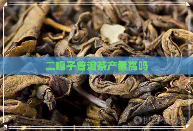 二嘎子普洱茶产量高吗