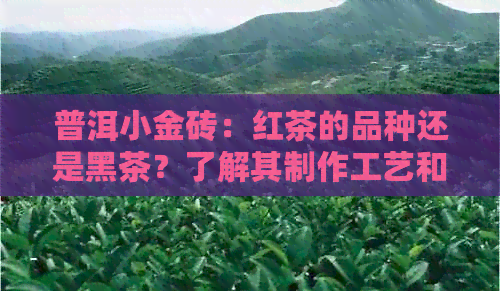 普洱小金砖：红茶的品种还是黑茶？了解其制作工艺和口感特点