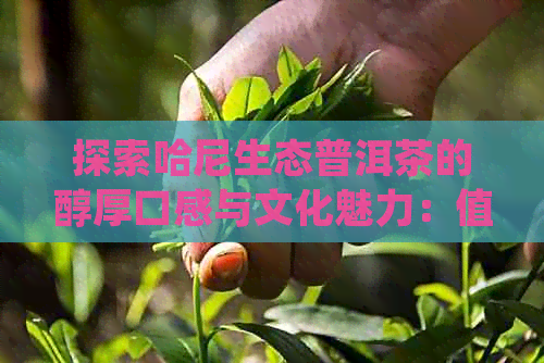 探索哈尼生态普洱茶的醇厚口感与文化魅力：值得购买吗？