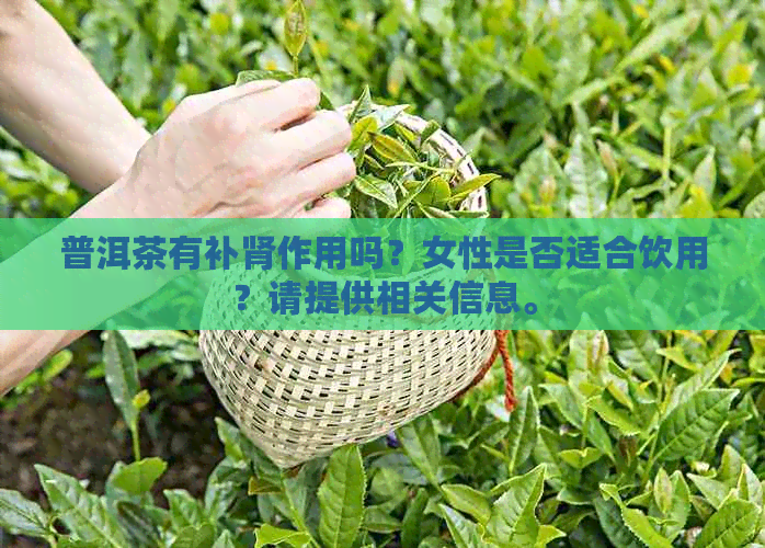 普洱茶有补肾作用吗？女性是否适合饮用？请提供相关信息。