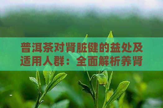 普洱茶对肾脏健的益处及适用人群：全面解析养肾效果与注意事项