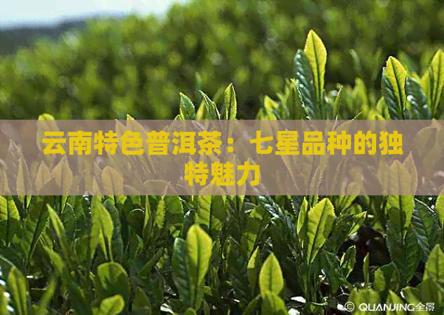 云南特色普洱茶：七星品种的独特魅力