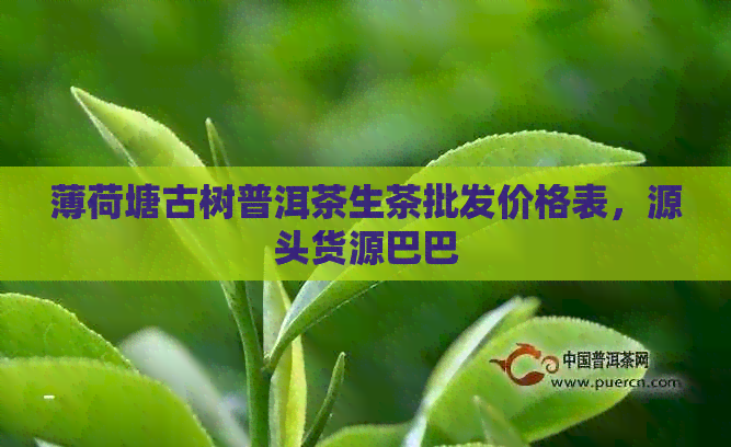 薄荷塘古树普洱茶生茶批发价格表，源头货源巴巴