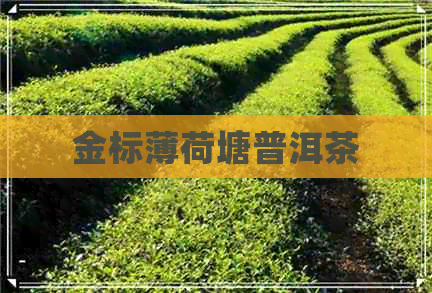 金标薄荷塘普洱茶