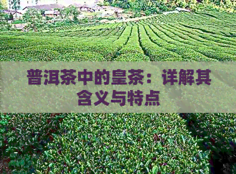 普洱茶中的皇茶：详解其含义与特点