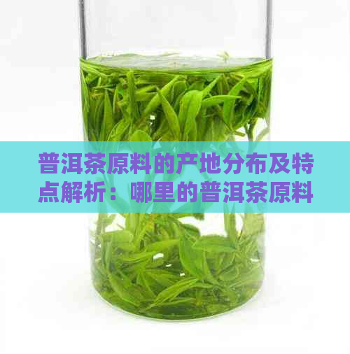 普洱茶原料的产地分布及特点解析：哪里的普洱茶原料最多、质量？