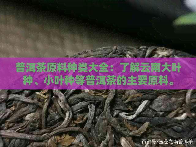 普洱茶原料种类大全：了解云南大叶种、小叶种等普洱茶的主要原料。