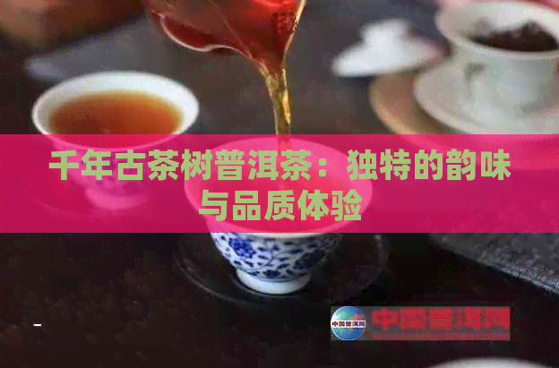 千年古茶树普洱茶：独特的韵味与品质体验