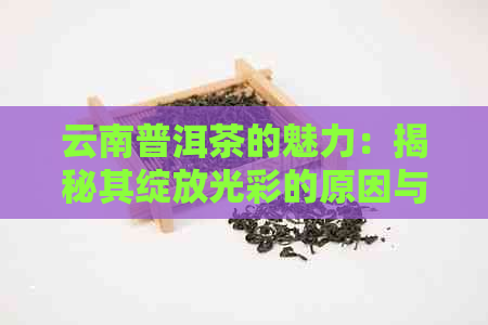 云南普洱茶的魅力：揭秘其绽放光彩的原因与独特之处