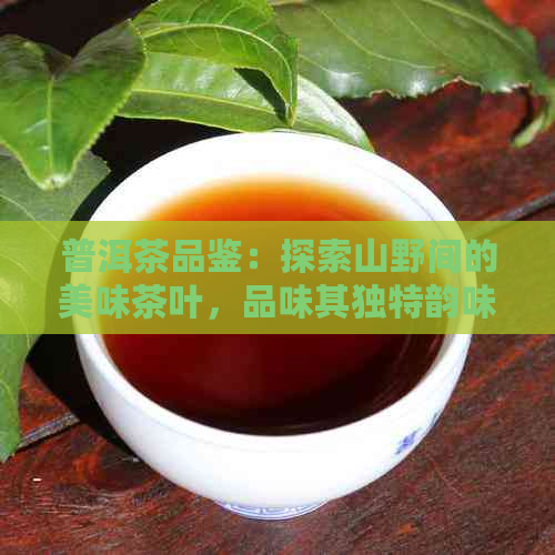 普洱茶品鉴：探索山野间的美味茶叶，品味其独特韵味与功效