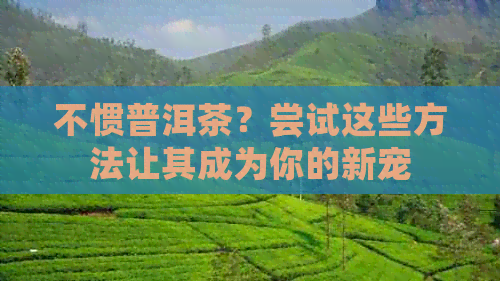 不惯普洱茶？尝试这些方法让其成为你的新宠