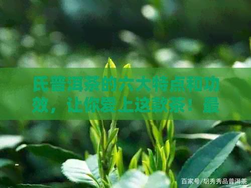 氏普洱茶的六大特点和功效，让你爱上这款茶！最新价格表一览。