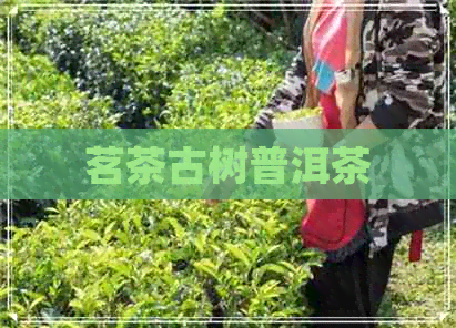 茗茶古树普洱茶