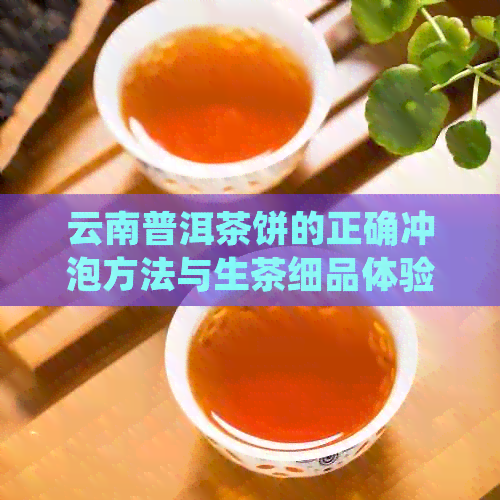 云南普洱茶饼的正确冲泡方法与生茶细品体验